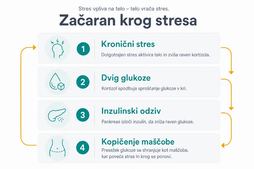 Infografika, ki prikazuje proces od kroničnega stresa do dviga glukoze in kopičenja visceralne maščobe.